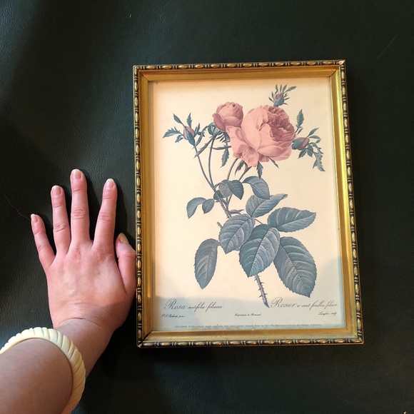 VTG Framed Pierre-Joseph Redouté Les Roses Lithograph - Rosa Centifolia Foliacea - Picture 9 of 16